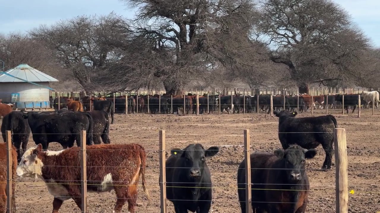 Mandria di bovini da carne in piedi e in corsa in un recinto a secco in un ranch in Argentina. - inquadratura ampia.