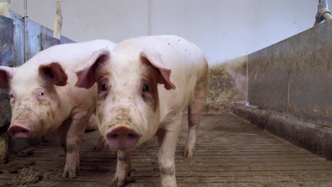 pig-farm-industry-animal-agriculture-livestock-cage