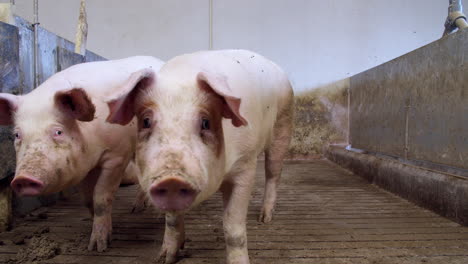 pig farm industry animal agriculture livestock cage