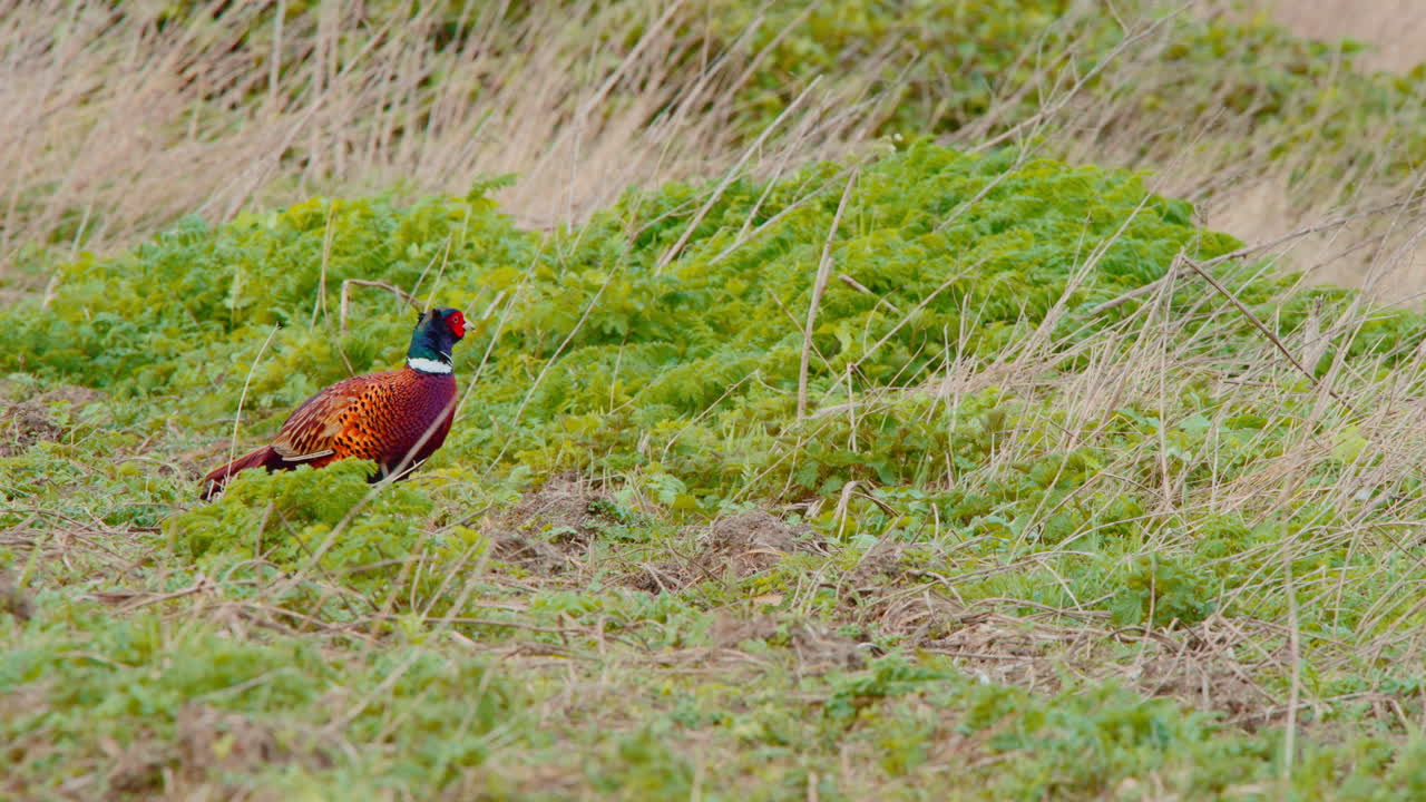 바람 이 불어오는 들판 에서 양식 을 하는 다채로운 털 을 가진 일반적 인 파산