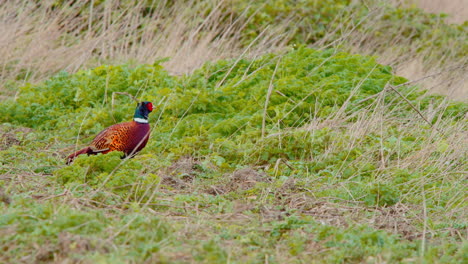 Faisán-Común-Con-Plumaje-Colorido-Pastando-En-Una-Pradera-Azotada-Por-El-Viento