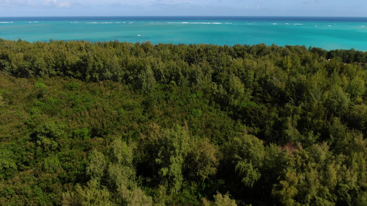 무인 항공기는 푸른 바다 수평선을 바라보기 위해 숲 나무에서 위로 기울어집니다.