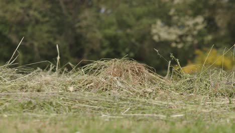 gardener walking in slow motion through a mowed grass field