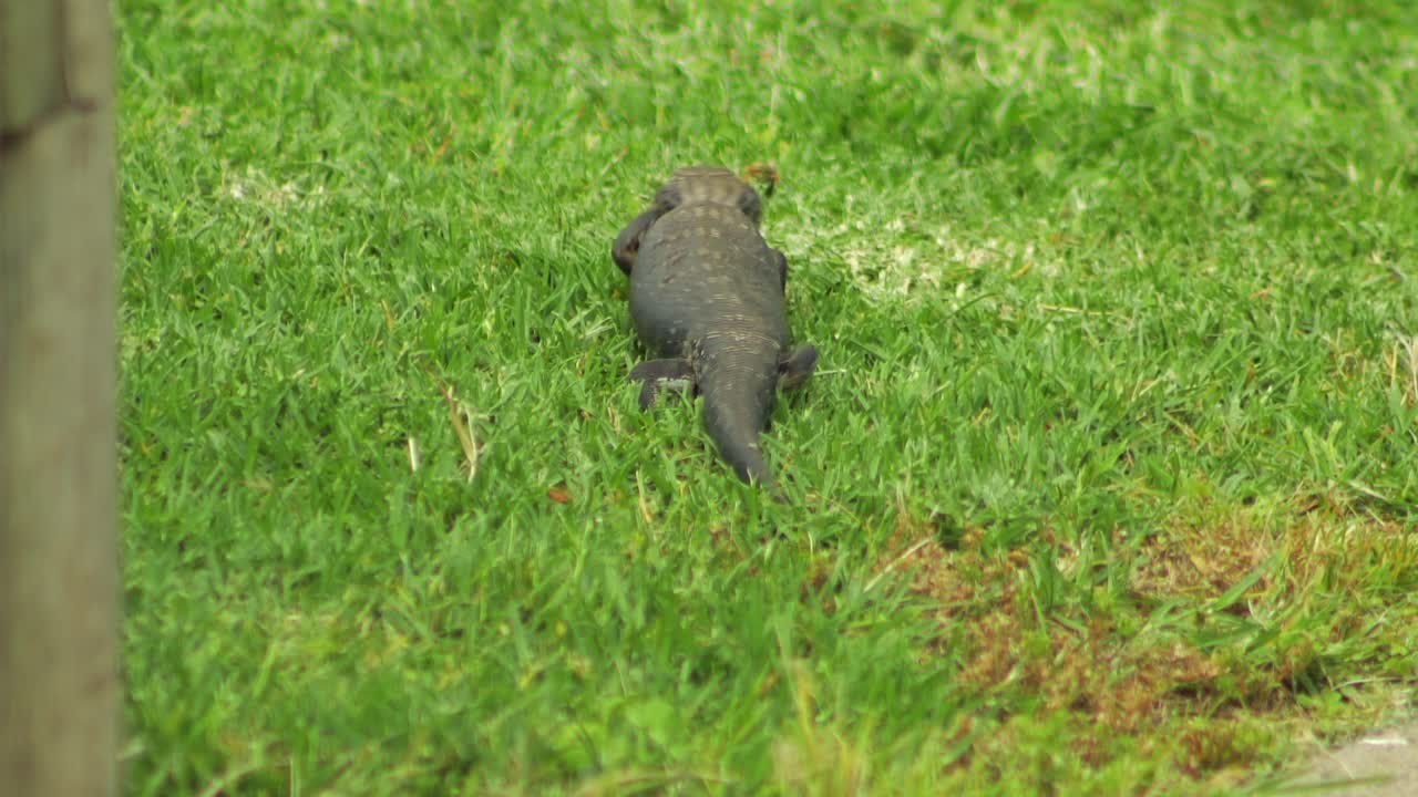 푸른 혀의 도마이 초록 잔디를 따라 기어다니고 있다