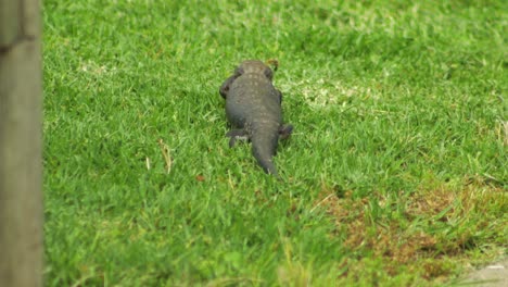 blue tongue lizard crawling along green grass