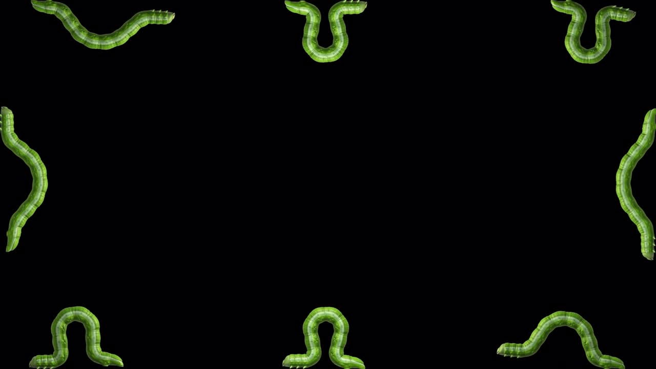 Raupen auf transparentem Hintergrund, nahtlose 3D-Animation.