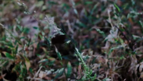 green grass is among the dry grass in the wind