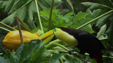 a keel billed toucan eats papaya in the rainforest of belize