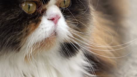mirando con el ojo de un gato persa