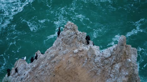 black sea birds sitting on a large rock in northern california