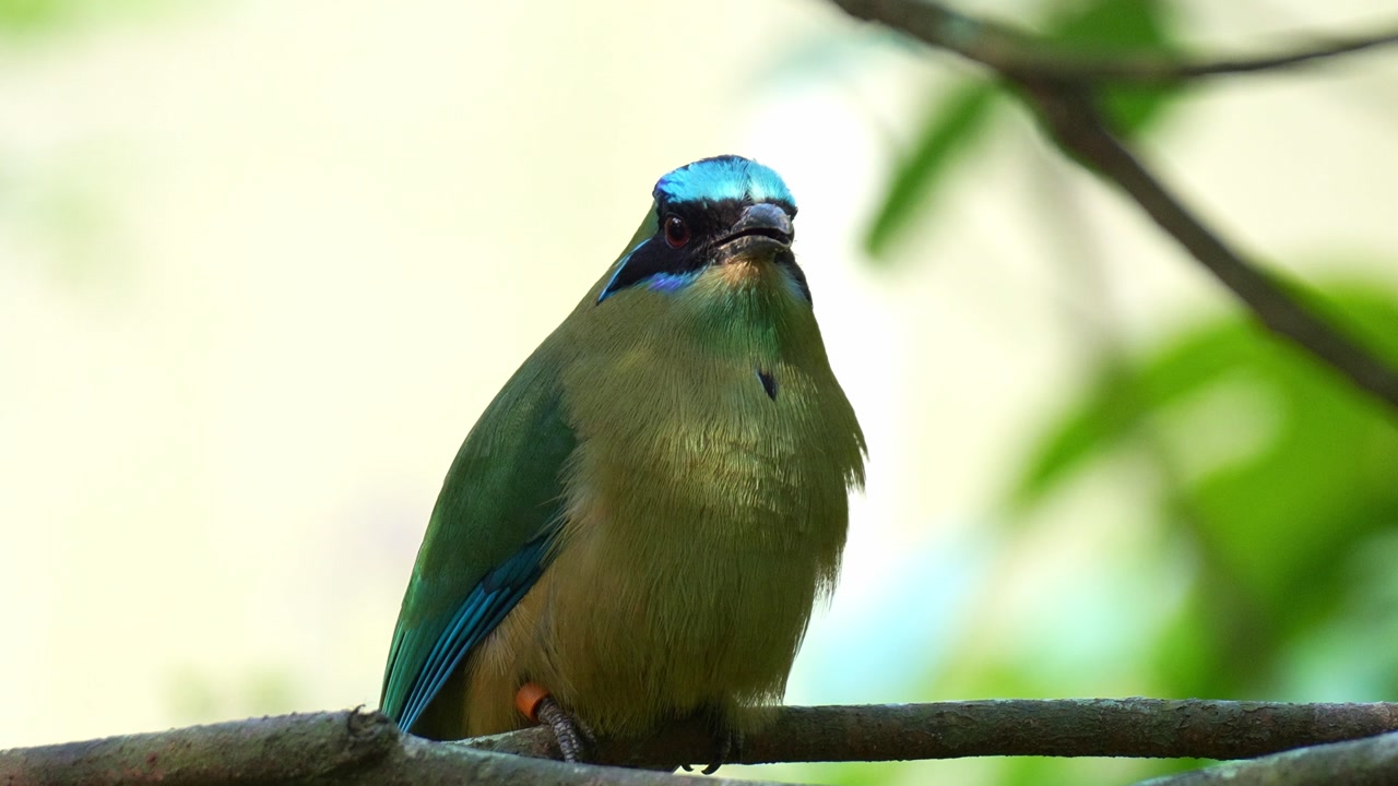 An Amazonian motmot (Momotus momota) perches on the tree branch amidst lush green foliage, close up shot.