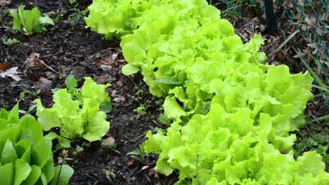 Row-of-bright-green-leaves-growing-in-fresh-mulch