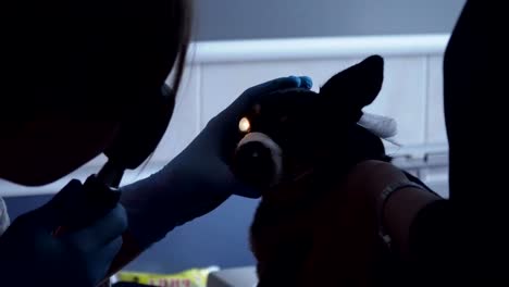 veterinarian ophthalmologist examining eyes of dog