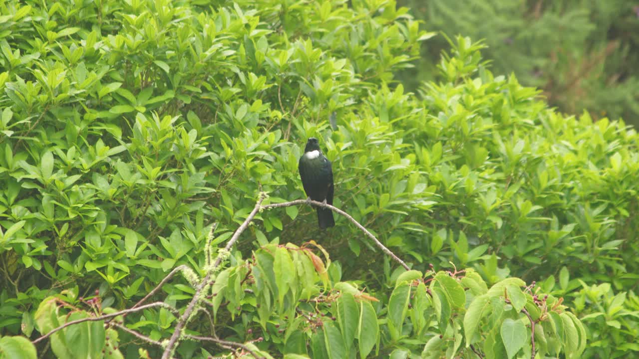un tui sentado en una rama en la niebla y la lluvia