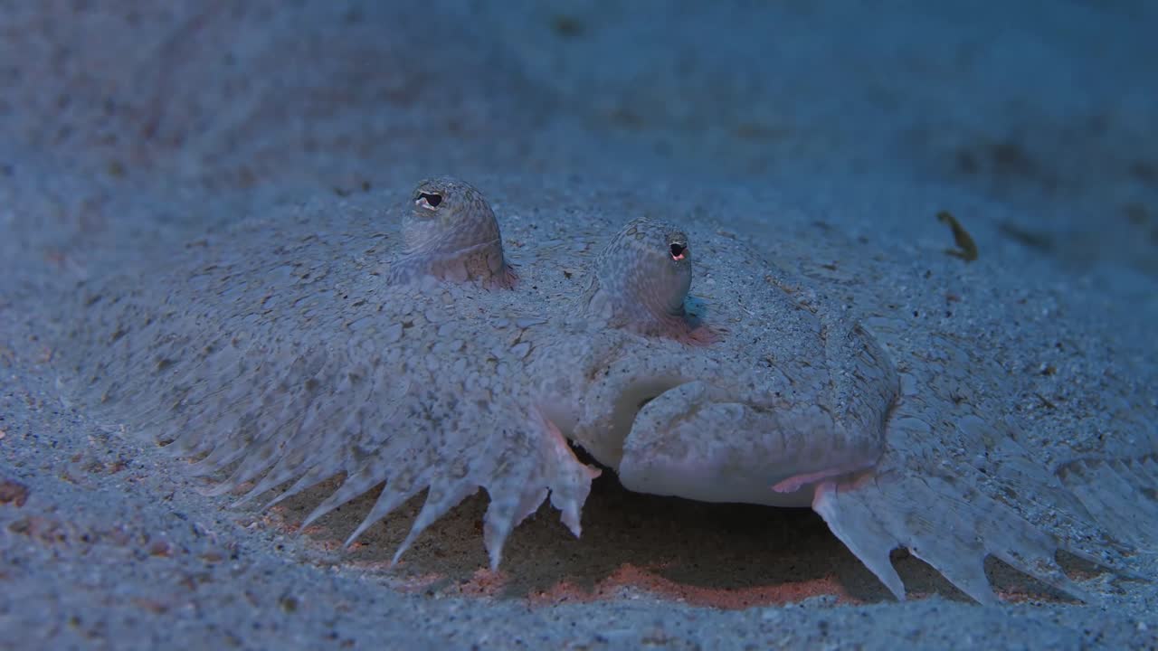 눈을 움직이는 모래 위의 아름다운 꽃 가자미