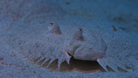 Beautiful-flowery-flounder-on-the-sand-moving-eyes