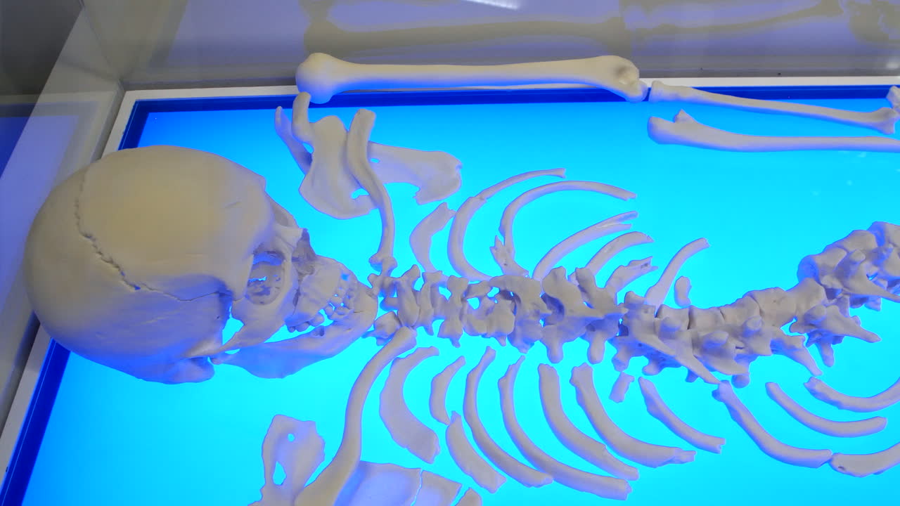 A human skeleton model displayed on a brightly lit blue surface, showcasing the skull, ribcage, and spine. Highlights anatomical details, making it ideal for educational or scientific contexts