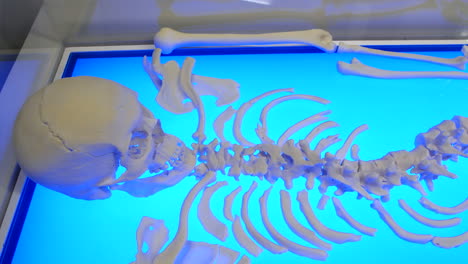 a human skeleton model displayed on a brightly lit blue surface, showcasing the skull, ribcage, and spine. highlights anatomical details, making it ideal for educational or scientific contexts