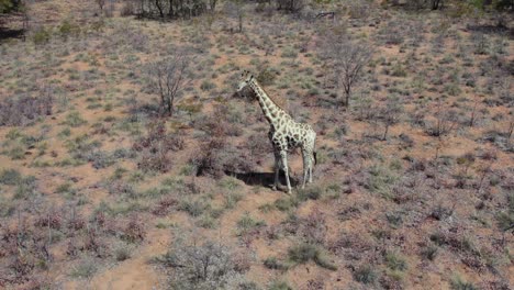 jirafa aislada en sabana, namibia, áfrica. dando vueltas aereas