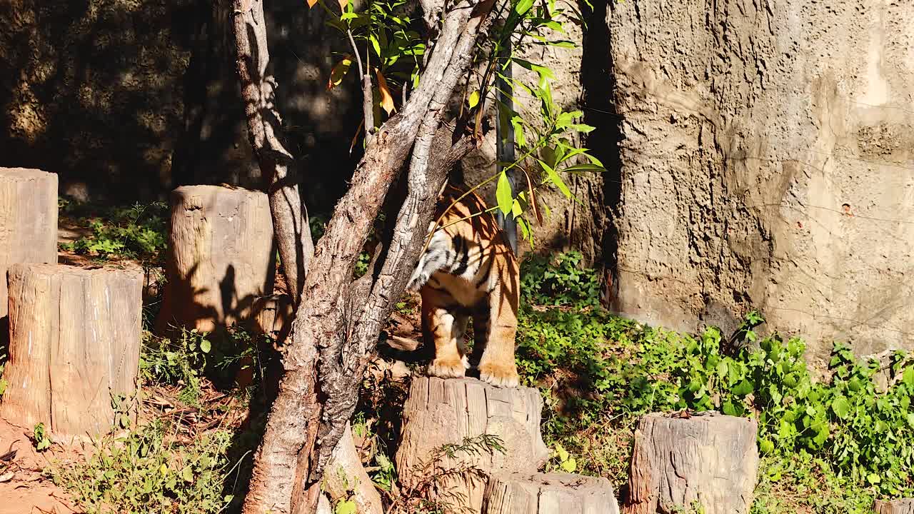 태국 코라트 동물원 에 있는 호랑이 들 이 보호 구역 을 탐사 하고 있다