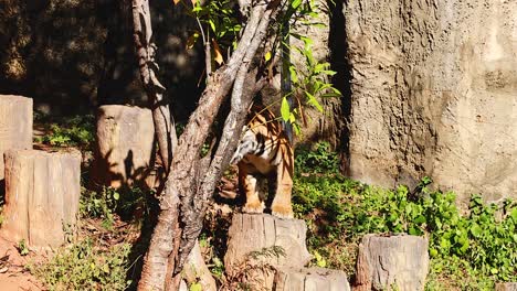tiger exploring enclosure at korat zoo, thailand