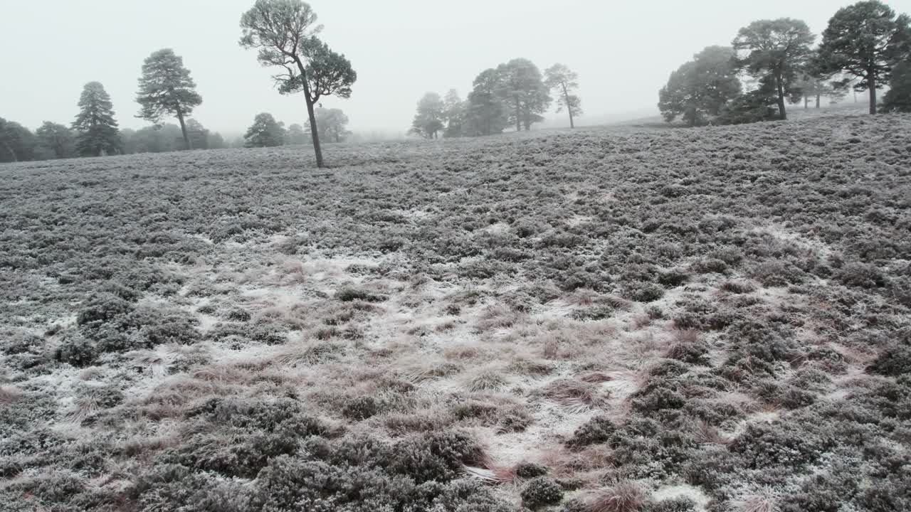 겨울에 얼어붙은 안개를 통해 고대 스코틀랜드 소나무를 향해 서리로 뒤덮인 헤더 황무지 위로 천천히 날아가는 시네마틱 드론 영상