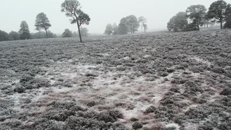 Cinematic-drone-footage-flying-slowly-over-frost-covered-heather-moorland-towards-ancient-Scots-pine-trees-through-frozen-fog-in-winter