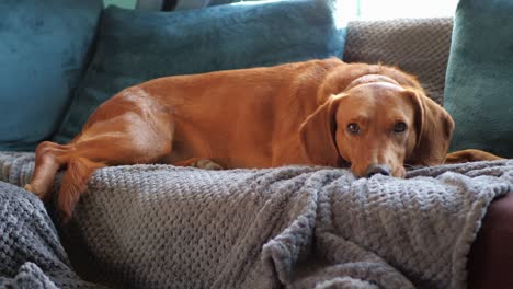 Red-orange-coated-Serbian-Hound-pet-dog-stretched-out-relaxing-on-turquoise-and-grey-sofa-with-ears-and-eyes-twitching-looking-at-camera