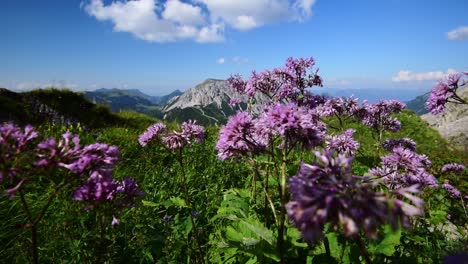 Moviéndose-De-Lado-A-Través-De-Flores-Alpinas-Rosadas-En-Una-Montaña-En-Liechtenstein