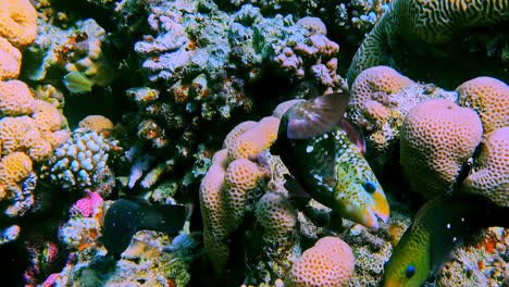 colorful coral reef with fishes, close up view