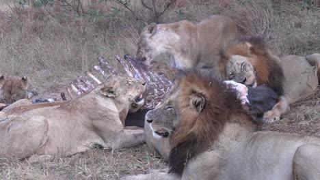 lions shred meat off of hippo carcass as pride gathers around body at dusk
