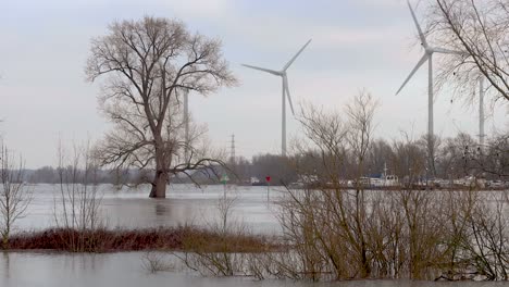 Großer-Winterkarger-Baum,-Der-Aus-Dem-Hochwasser-Der-Ijssel-Herausragt,-Der-Die-überschwemmungsgebiete-Mit-Nachhaltiger-Stromversorgung-überschwemmte-Windmühlen-Im-Hintergrund-Und-Vegetation-Im-Vordergrund