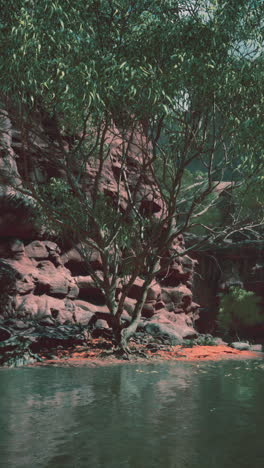 a solitary tree grows on the edge of a still river, with towering red cliffs in the background.