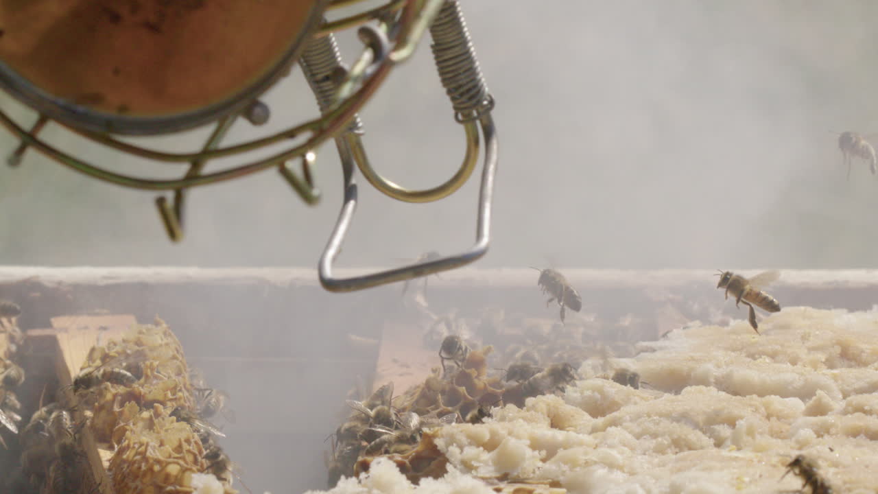 양봉 - 침략을 방지하기 위해 벌집에 흡연자를 사용하고 슬로우 모션을 닫습니다.