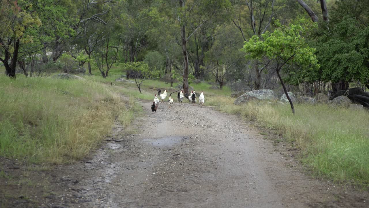 흙길을 달리고 날개를 퍼덕이는 닭과 수탉