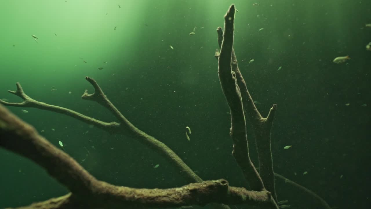 A mesmerizing underwater view showcasing the crystal-clear freshwater of Cenote Carwash (Aktun Ha), often featuring a shaft of sunlight penetrating the water's surface