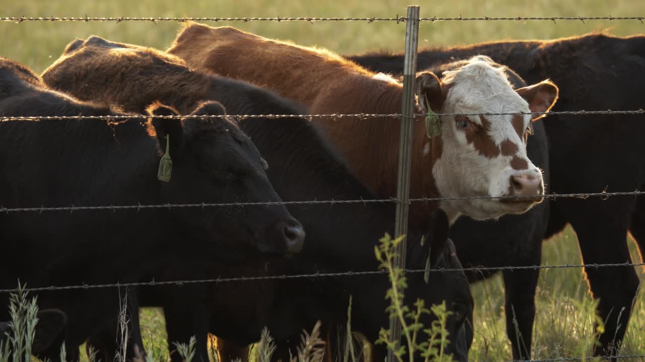 저녁 해가 지는 동안 농장에서 푸른 풀에서 풀을 먹는 소 의 클로즈업.