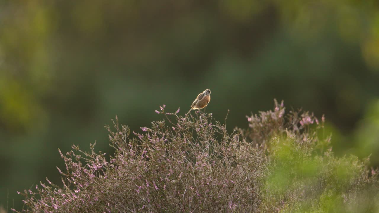 Wide shot of a small European stonechat song bird landing on a summer heather flowers in blooms