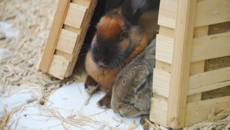 los conejitos de pascua juegan, comen y descansan en el corral.