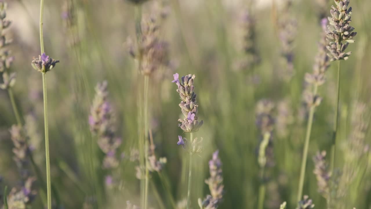 fiori e verdure