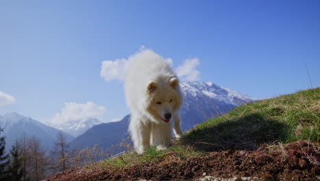 samoyed and shetland sheepdog playing joyfully on a mountain field, surrounded by stunning alpine views and clear skies