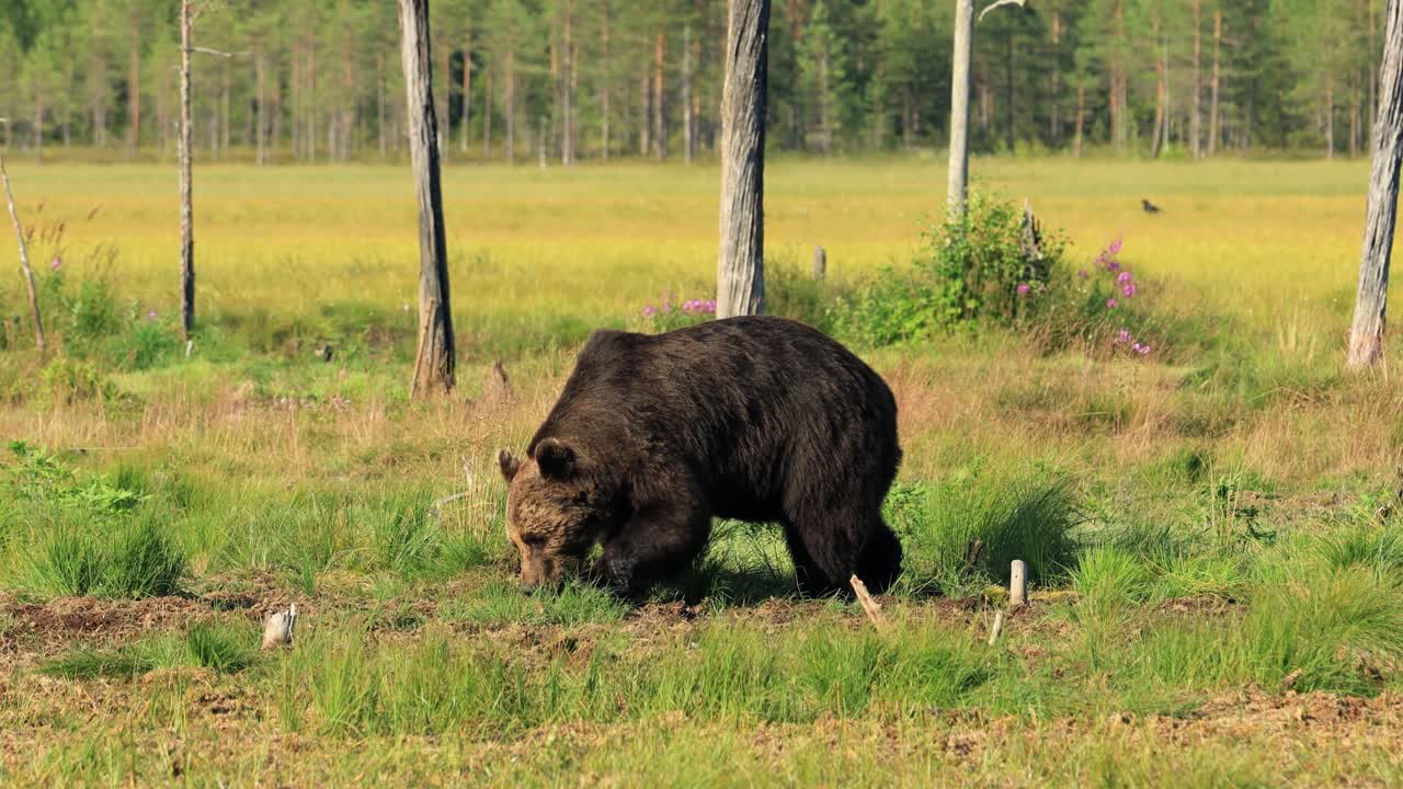 갈색  ⁇  (ursus arctos) 은 야생에서 유라시아 북부와 북아메리카의 대부분에서 발견되는  ⁇ 입니다. 북아메리카에서 갈색  ⁇ 의 개체수는 종종 그리즐리  ⁇ 이라고 불립니다.