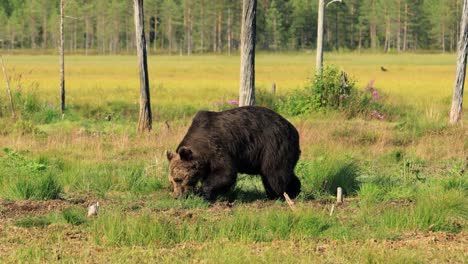 brown bear (ursus arctos) in wild nature is a bear that is found across much of northern eurasia and north america. in north america, the populations of brown bears are often called grizzly bears.