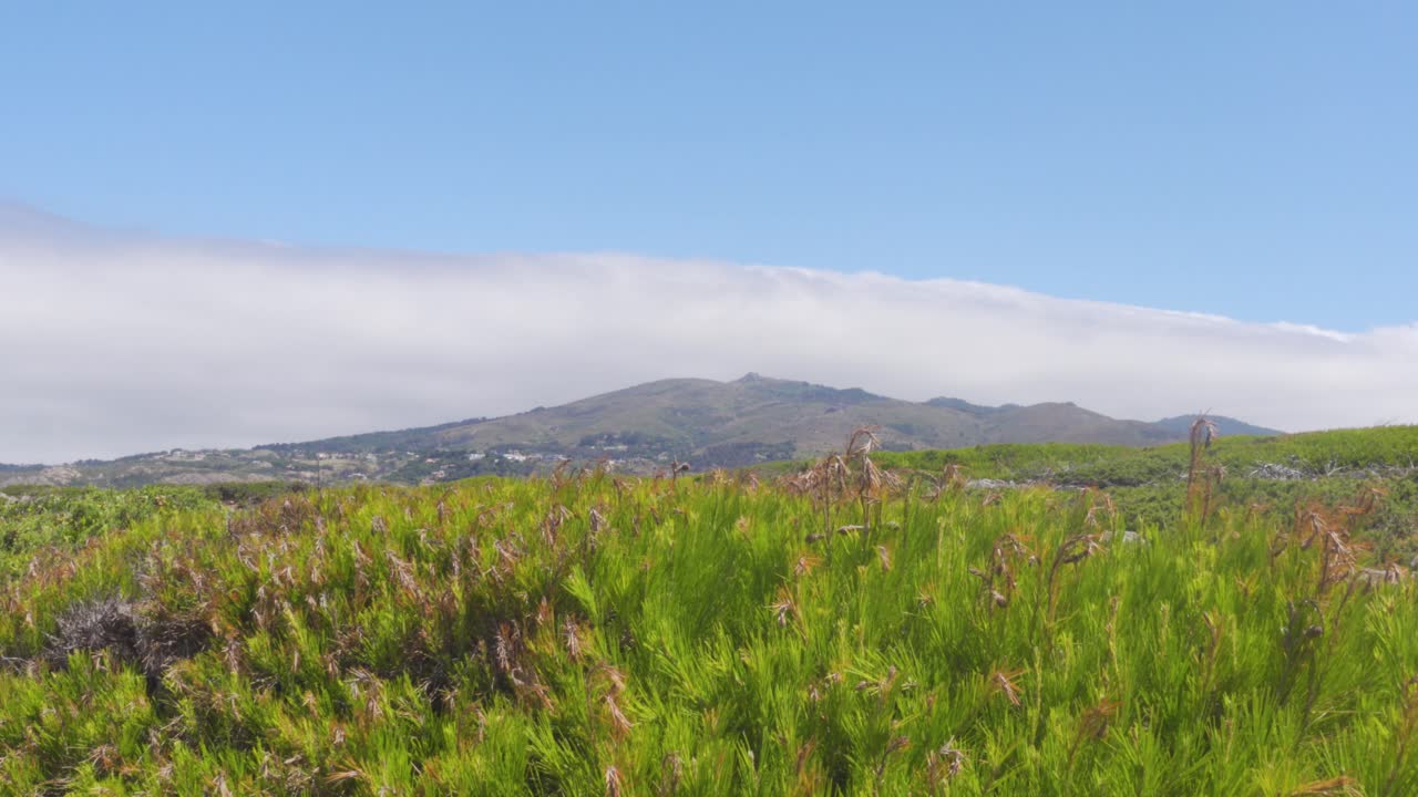 흐린 신트라 산을 배경으로 바람에 흔들리는 셔브