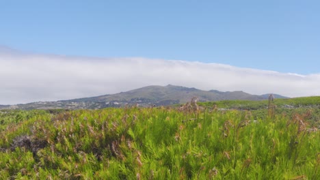 Arbustos-Meciéndose-En-El-Viento-Con-Las-Montañas-Nubladas-De-Sintra-En-El-Fondo