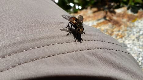 Close-up-of-fly-on-leg