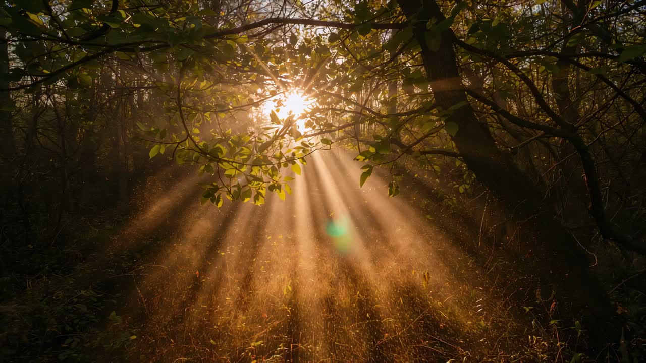 Disco estelar espreitando, lançando raios de sol, reflexo ciano da lente mudando, mostrando raios em bosques nebulosos