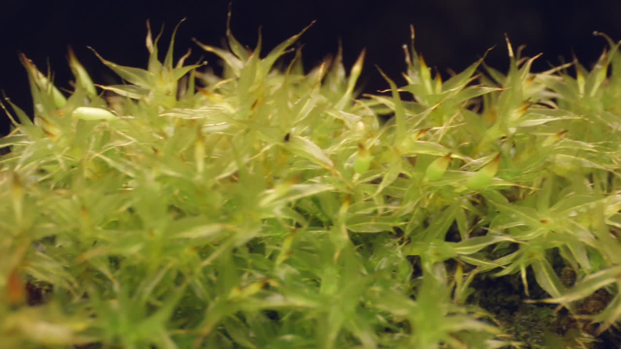 bosque y vegetación, plantas macro