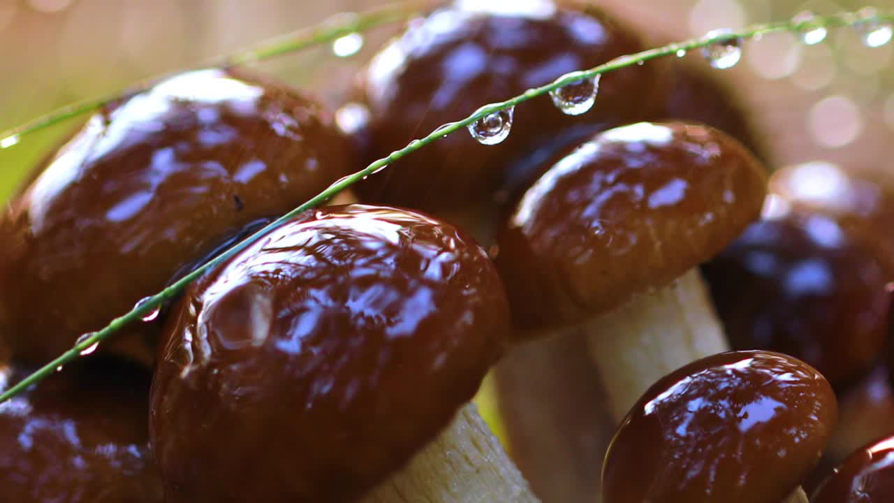 Armillaria Mushrooms of honey agaric In a Sunny forest in the rain.
