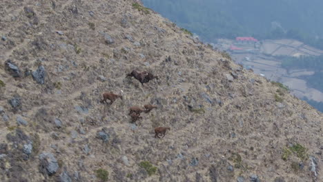 aerial view of himalayan tahr running on high-altitude rugged terrain, rare species of nepal seen enroute to everest base camp